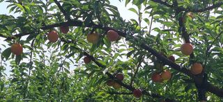 외동 박동섭님의 복숭아 · 영농일지 작성글 사진