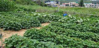 텃밭농부님의 고구마 · 영농일지 작성글 사진