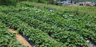 텃밭농부님의 고구마 · 영농일지 작성글 사진