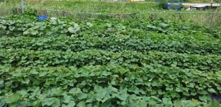 텃밭농부님의 고구마 · 영농일지 작성글 사진