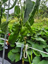 팜모닝 고추·영농일지 게시글 이미지