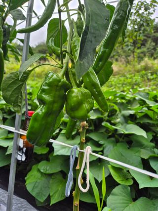 홍성희님의 고추 · 영농일지 작성글 사진