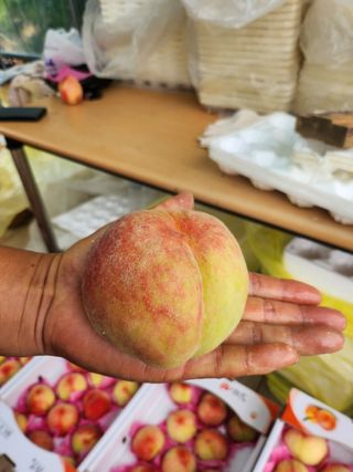 김호영님의 복숭아 · 영농일지 작성글 사진