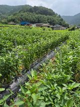 팜모닝 고추·영농일지 게시글 이미지