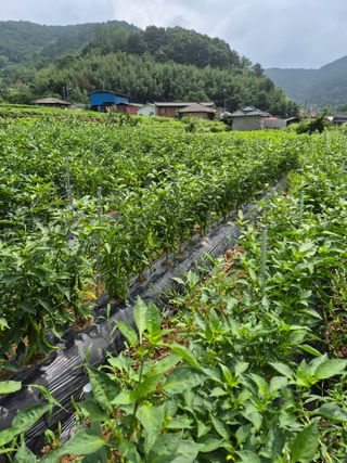 김정환님의 고추 · 영농일지 작성글 사진