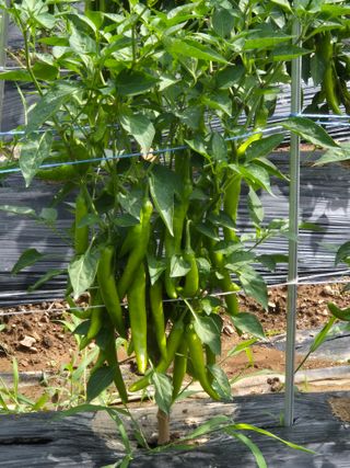 김정환님의 고추 · 영농일지 작성글 사진