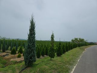 김동주님의 기타작물 · 영농일지 작성글 사진