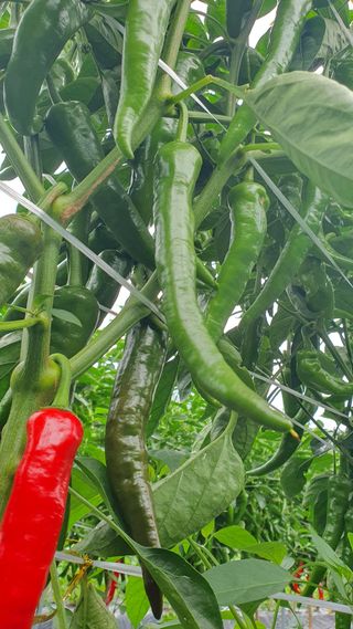 김용언 님의 🎉상반기 결산 자랑하기 · 참여글 작성글 사진