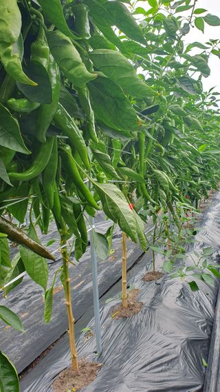 김용언 님의 🎉상반기 결산 자랑하기 · 참여글 작성글 사진