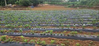 전재천님의 콩 · 영농일지 작성글 사진