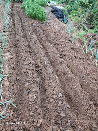 왜목 김진규님의 파 · 영농일지 작성글 사진
