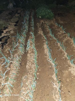 왜목 김진규님의 파 · 영농일지 작성글 사진