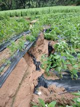 팜모닝 참깨·영농일지 게시글 이미지