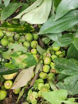 팜모닝 자유주제·자유게시판 게시글 이미지