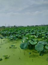 팜모닝 자유주제·자유게시판 게시글 이미지