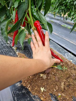 배추님의 고추 · 영농일지 작성글 사진