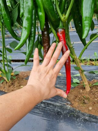 배추님의 고추 · 영농일지 작성글 사진