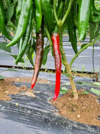 배추님의 고추 · 영농일지 작성글 사진