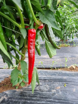 배추님의 고추 · 영농일지 작성글 사진