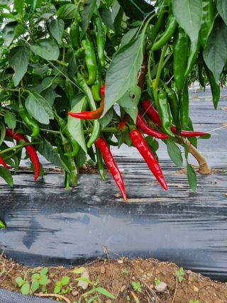 배추님의 고추 · 영농일지 작성글 사진