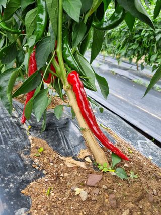 배추님의 고추 · 영농일지 작성글 사진