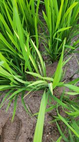 팜모닝 벼·병해충상담 게시글 이미지