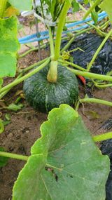 팜모닝 호박·영농일지 게시글 이미지