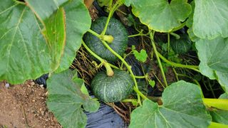 차병희님의 호박 · 영농일지 작성글 사진