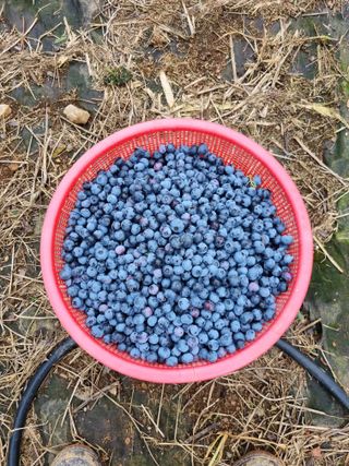 안동환님의 블루베리 · 영농일지 작성글 사진