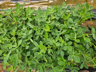 j.y.park님의 기타작물 · 병해충상담 작성글 사진