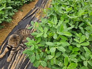 j.y.park님의 기타작물 · 병해충상담 작성글 사진