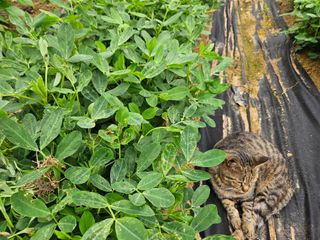 j.y.park님의 기타작물 · 병해충상담 작성글 사진