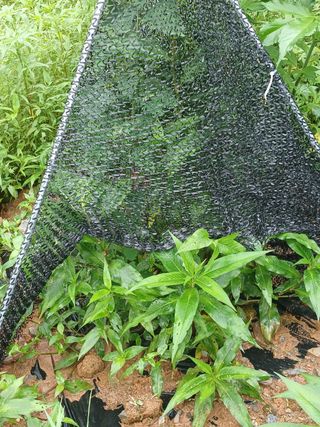 김선웅[포포나무]님의 자유주제 · 자유게시판 작성글 사진