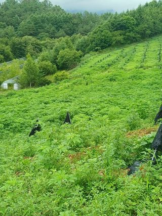 김선웅[포포나무]님의 자유주제 · 자유게시판 작성글 사진