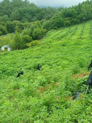 김선웅[포포나무]님의 자유주제 · 자유게시판 작성글 사진
