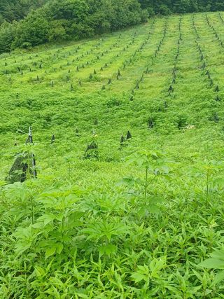 김선웅[포포나무]님의 자유주제 · 자유게시판 작성글 사진