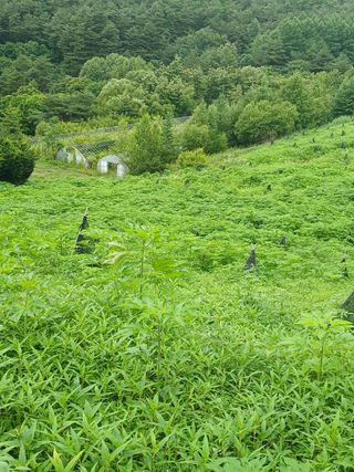 김선웅[포포나무]님의 자유주제 · 자유게시판 작성글 사진