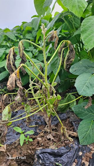 월륭 이은섭님의 콩 · 영농일지 작성글 사진