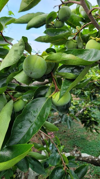 뿌리깊은나무님의 팜모닝 · 출석 작성글 사진