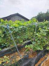 팜모닝 농사, 무엇이든 물어보세요!·참여글 게시글 이미지