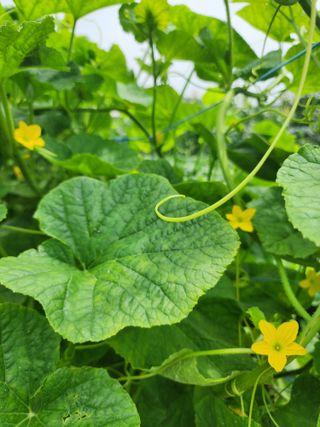 제부도님의 농사, 무엇이든 물어보세요! · 참여글 작성글 사진