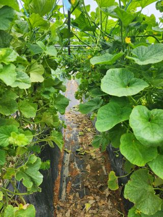 제부도님의 농사, 무엇이든 물어보세요! · 참여글 작성글 사진