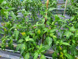 이의도님의 고추 · 병해충상담 작성글 사진