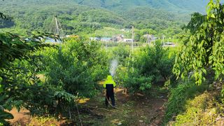육영순님의 복숭아 · 영농일지 작성글 사진