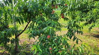 육영순님의 복숭아 · 영농일지 작성글 사진