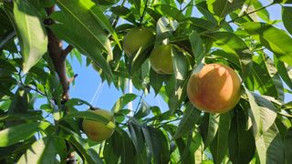 육영순님의 복숭아 · 영농일지 작성글 사진