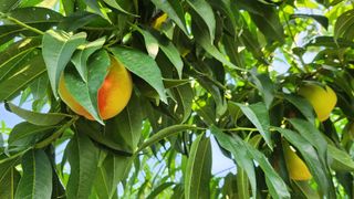 육영순님의 복숭아 · 영농일지 작성글 사진