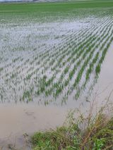 팜모닝 벼·영농일지 게시글 이미지