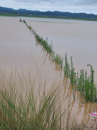 김성태님의 벼 · 영농일지 작성글 사진