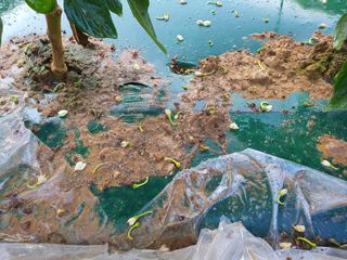 서툰 농부짱님의 고추 · 병해충상담 작성글 사진